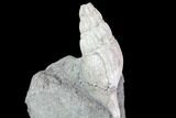 Cretaceous Gastropod (Drilluta) Fossil - Tennessee #86220-2